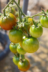 
These are ripe cherry tomatoes.