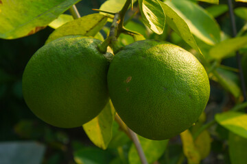 This is a close-up of an unripe lemon.