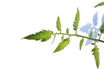 
Tomato leaves on a white background.