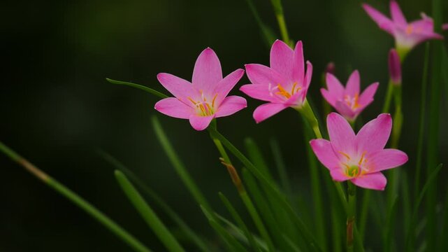 A bunch of Pink Rain Lily or Zephyranthes grandiflora swaing gently in the wind