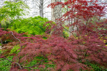 Natura. Bosco e foresta con fogliame verde e rosso