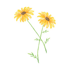 Fototapeta premium Vector Illustration Daisies Watercolor