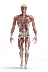 Advanced rendering of common musculoskeletal injuries for educational purposes