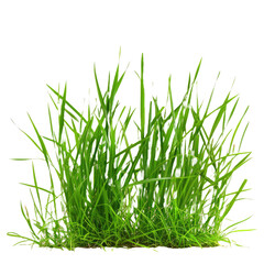 Fresh green grass isolated against a white background
