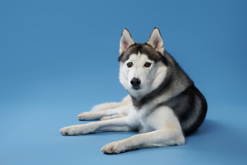 A Siberian Husky dog relaxes against a calm blue background, its laid-back pose and soft expression portraying a moment of tranquility.
