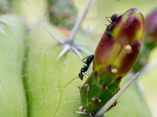 Fourmi descendant un bourgeon de cactus