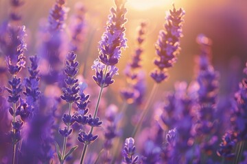 Obraz premium A serene scene of lavender fields at sunset, with the purple flowers glowing in the soft evening light