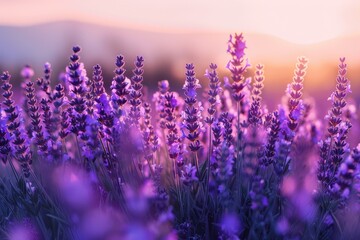 Obraz premium A serene scene of lavender fields at sunset, with the purple flowers glowing in the soft evening light