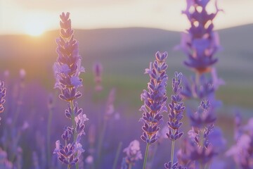 Naklejka premium A serene scene of lavender fields at sunset, with the purple flowers glowing in the soft evening light