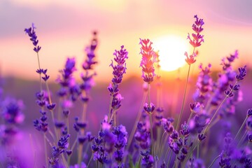 Obraz premium A serene scene of lavender fields at sunset, with the purple flowers glowing in the soft evening light
