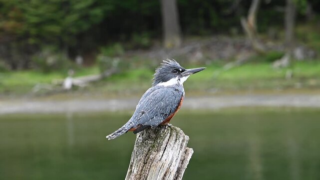 Chilean Kingfisher perched at the river's edge on Isla Navarino, Chile, showcasing vibrant colors