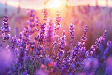 Fototapeta premium A serene scene of lavender fields at sunset, with the purple flowers glowing in the soft evening light