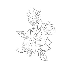 Vector Illustration Flower Line Art