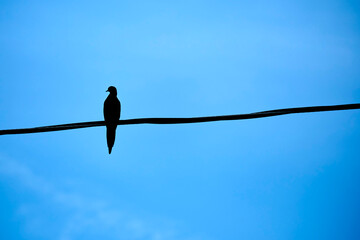 blue bird on a branch