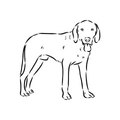 Happy American Foxhound peeking dog. Foxhound portrait. Black and white vector illustration.