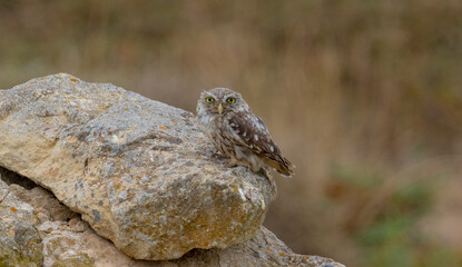 The little owl Athene noctua is the most common of the Italian nocturnal birds of prey