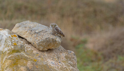 The little owl Athene noctua is the most common of the Italian nocturnal birds of prey