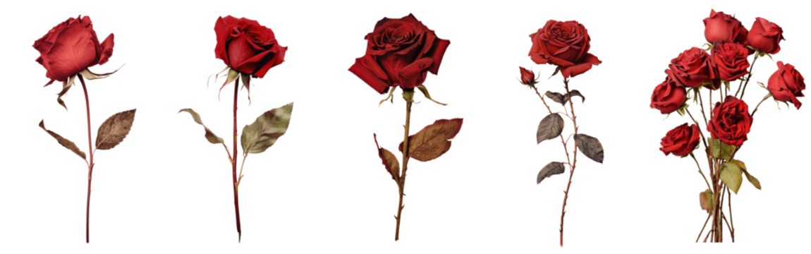 Elegant red roses png cut out element set
