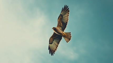 Obraz premium Hawk soaring against a blue sky with scattered clouds during a sunny day