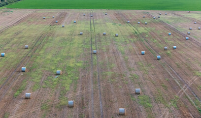Obraz premium Hay rolls in the fields, autumn field landscape