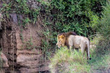 Lion (Panthera leo) Male hanging aroud in the Masai Mara National Reseve in Kenya