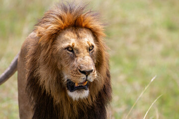 Lion (Panthera leo) Male hanging aroud in the Masai Mara National Reseve in Kenya