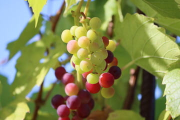 Sweden. A grape is a fruit, botanically a berry, of the deciduous woody vines of the flowering plant genus Vitis. Grapes are a non-climacteric type of fruit, generally occurring in clusters. 