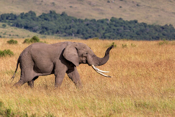 Obraz premium Elephant bull walking on the plains of the Masai Mara National Reserve in Kenya