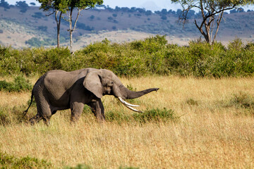 Fototapeta premium Elephant bull walking on the plains of the Masai Mara National Reserve in Kenya
