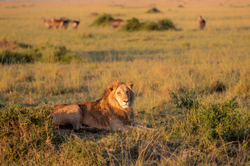 Lion (Panthera leo) Male hanging aroud in the Masai Mara National Reseve in Kenya