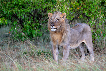 Lion (Panthera leo) Male hanging aroud in the Masai Mara National Reseve in Kenya