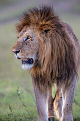 Lion (Panthera leo) Male hanging aroud in the Masai Mara National Reseve in Kenya