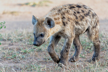 Playful Spotted Hyena pup in the early morning hanging around in Mashatu Game Reserve in the Tuli Block in Botswana