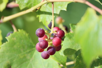 Sweden. A grape is a fruit, botanically a berry, of the deciduous woody vines of the flowering plant genus Vitis. Grapes are a non-climacteric type of fruit, generally occurring in clusters. 