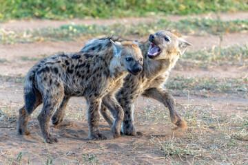 Fototapeta premium Playful Spotted Hyena pup in the early morning hanging around in Mashatu Game Reserve in the Tuli Block in Botswana