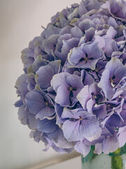 Delicate purple hydrangea close-up