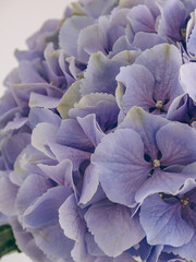 Delicate purple hydrangea close-up