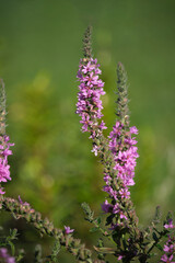 Delicate and bright purple loosestrife (Lythrum salicaria) plant against a blurred background of a summer garden. Selective focus
