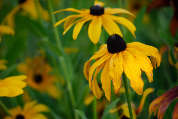 Beautiful sunny yellow rudbeckia flower on a blurred background of a summer garden with many yellow flowers. Selective focus