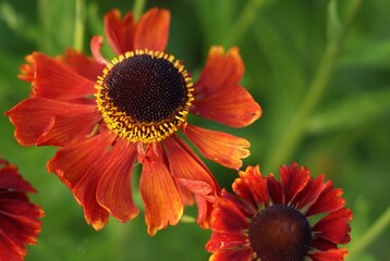 Colourful English Summertime Flowers