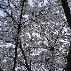 Cherry tree in bloom