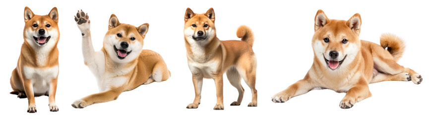 Shiba dog png cut out element set