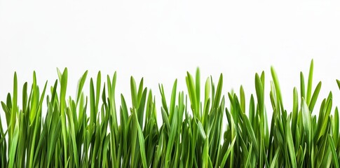 Obraz premium Grass cut out field transparent background png
