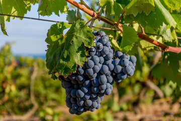Ripe grapes