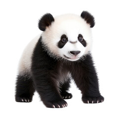 Naklejka premium Cute Panda Cub Sitting, Isolated on Transparent Background, Suitable for Educational and Eco Themes