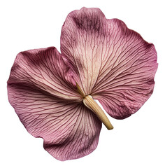 Pink flower petals on white background, cut out - stock png.