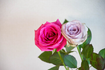 ピンクと紫のばら