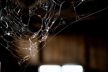 spiderweb on a dark background