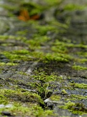 Hiking in the Argonne forest in France - Texture of green moss on a bench