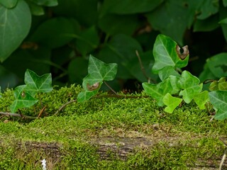 Hiking in the Argonne forest in France - Texture of green moss on a bench